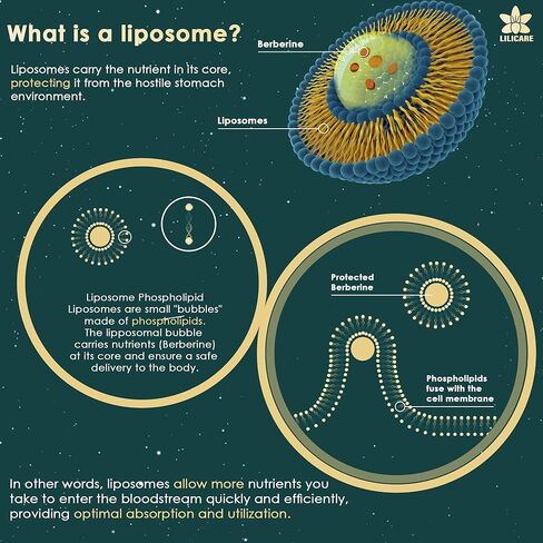 مكمل بربارين 500 مجم، مرة واحدة يوميًا، 15 مرة أفضل من التوافر الحيوي لصمغ البربرين الشحمي مع قرفة سيلان، البطيخ المر لعملية التمثيل الغذائي المتوازن، منشط AMPK، خالي من السكر، نباتي، 60 قطعة in Kuwait