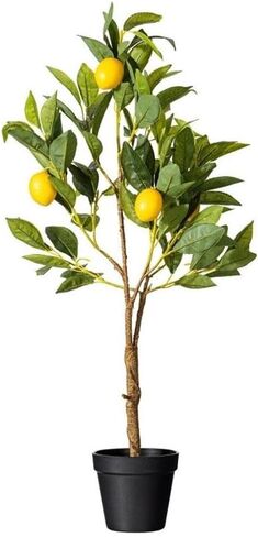 Vickerman Everyday 28" Artificial Potted Lemon Tree - Lifelike Home Or Office Decor - Premium Faux Potted Tree with Real Touch Leaves - Maintenance Free in Saudi Arabia