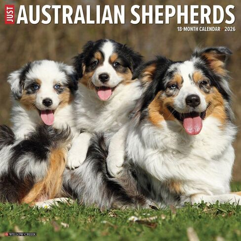 Willow Creek Press, Australian Shepherds Just 2026 Wall Calendar, 12'' X 12'', 18-Month Calendar with Stapled Binding in Saudi Arabia