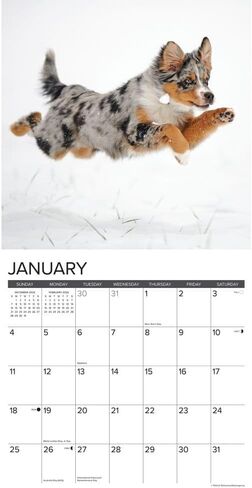 Willow Creek Press, Australian Shepherds Just 2026 Wall Calendar, 12'' X 12'', 18-Month Calendar with Stapled Binding in Saudi Arabia