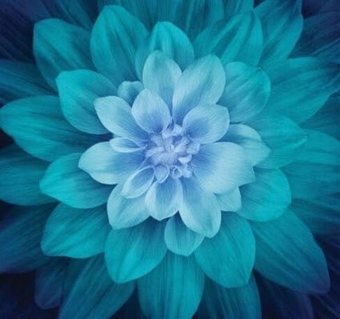 Hoffman Dream Big Digital Flower Panels - P4389 21 Teal Panel 43"X43" Fabric in Saudi Arabia