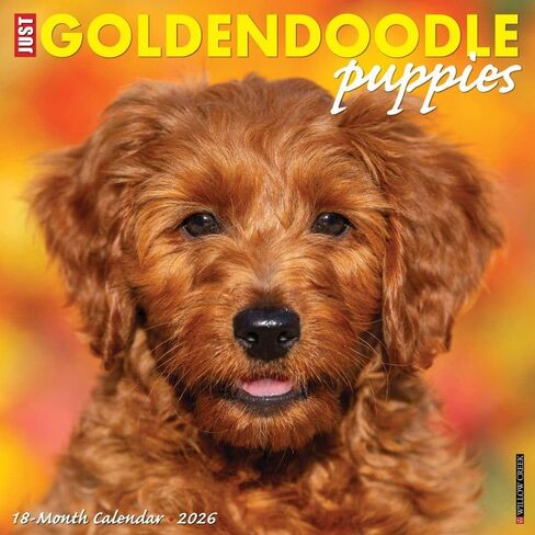 Willow Creek Press، تقويم حائط Just Goldendoodle Puppies 2026، 12 بوصة × 12 بوصة، تقويم 18 شهرًا مع غلاف مثبت in Kuwait