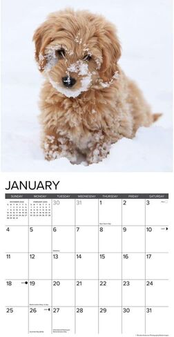 Willow Creek Press، تقويم حائط Just Goldendoodle Puppies 2026، 12 بوصة × 12 بوصة، تقويم 18 شهرًا مع غلاف مثبت in Kuwait