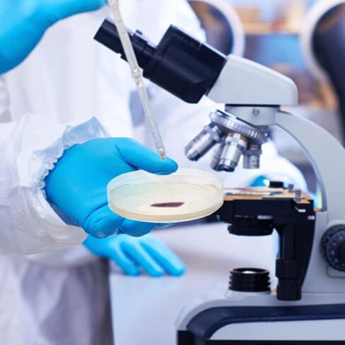 ULTECHNOVO Sciences Nutrient Agar Petri Dishes 10pcs Pre-Poured Agar Plates for Mushrooms, Home Test Kit, or for Science Fair Projects in Kuwait