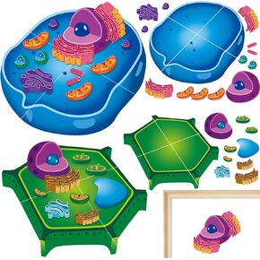 2 Set Magnetic Animal and Plant Cell Model Clearly Magnets Anatomy Models Educational Science Kits Back to School Biology Classroom Decor for Lab Decorations Teacher Must Haves Learning Teaching Aid in Kuwait