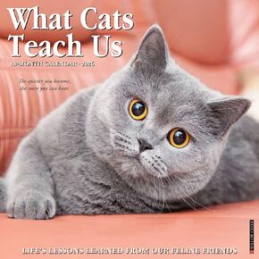 Willow Creek Press، تقويم حائط What Cats Teach Us 2026، مقاس 12 بوصة × 12 بوصة، تقويم لمدة 18 شهرًا مع غلاف مثبت in Kuwait