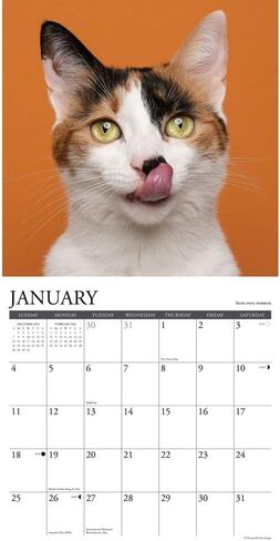 Willow Creek Press، تقويم حائط What Cats Teach Us 2026، مقاس 12 بوصة × 12 بوصة، تقويم لمدة 18 شهرًا مع غلاف مثبت in Kuwait