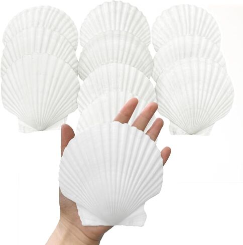 10 قطع من أصداف الأسقلوب الطبيعية الكبيرة، 4 بوصات - 5 بوصات صدفات بحرية كبيرة للحرف اليدوية، وديكورات المنزل، وديكورات زفاف الشاطئ، وأصداف البحر البيضاء الكبيرة للحفلات التي موضوعها المحيط in Saudi Arabia