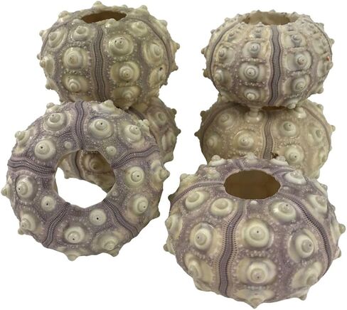 Natural Pink Sea Urchin Shell for Home Aquarium Decoration. 10PC(1-1/4"Inch-2" Inch) in Saudi Arabia