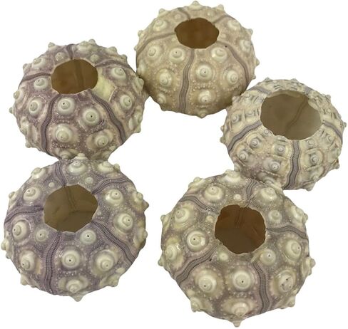 Natural Pink Sea Urchin Shell for Home Aquarium Decoration. 10PC(1-1/4"Inch-2" Inch) in Saudi Arabia