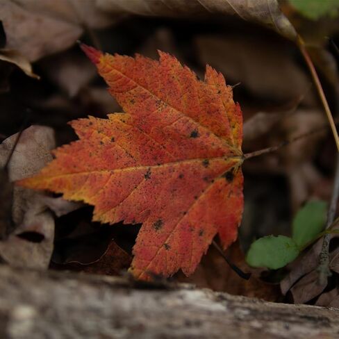30mm F1.4 DC DN | C for EF-M Mount in Kuwait