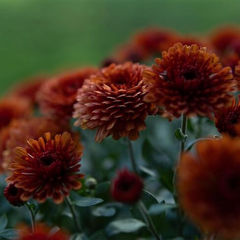 30mm F1.4 DC DN | C for EF-M Mount in Kuwait