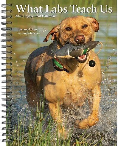 Willow Creek Press, Labs What Labs Teach Us 2026 Engagement Planner, 7'' X 8.66'', Weekly Calendar with Spiral Binding in Saudi Arabia