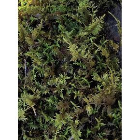 Living Mixed Moss Loose Chunks! for terrariums, Bonsai and kokedamas 12-16 Ounce in Saudi Arabia