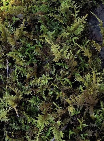Living Mixed Moss Loose Chunks! for terrariums, Bonsai and kokedamas 12-16 Ounce in Saudi Arabia