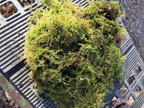 Living Mixed Moss Loose Chunks! for terrariums, Bonsai and kokedamas 12-16 Ounce in Saudi Arabia
