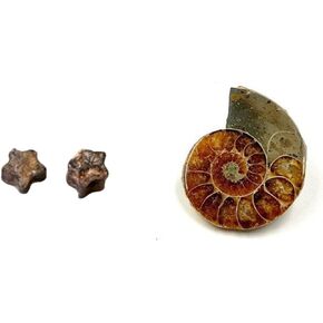 حفريات أصلية مع صندوق التجميع والمكبر in Kuwait