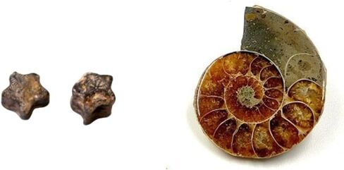 حفريات أصلية مع صندوق التجميع والمكبر in Kuwait