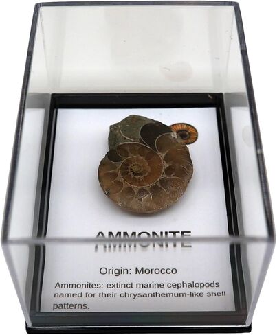 حفريات أصلية مع صندوق التجميع والمكبر in Kuwait