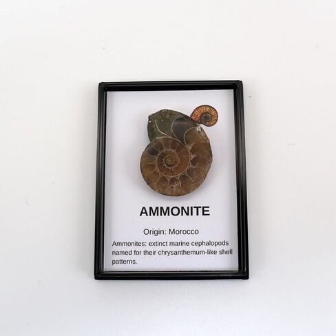 حفريات أصلية مع صندوق التجميع والمكبر in Kuwait