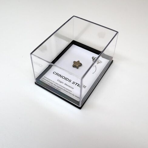 حفريات أصلية مع صندوق التجميع والمكبر in Kuwait