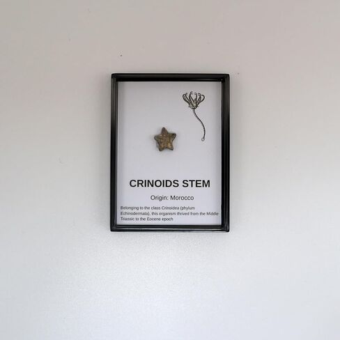 حفريات أصلية مع صندوق التجميع والمكبر in Kuwait