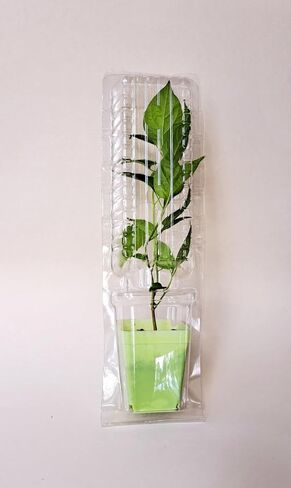Live Plant Clone Shipper Clamshell Packaging Shipping Seedling Cutting, Clear (Bundle of 10) in Saudi Arabia