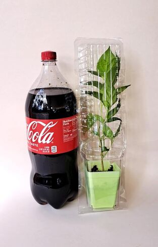 Live Plant Clone Shipper Clamshell Packaging Shipping Seedling Cutting, Clear (Bundle of 10) in Saudi Arabia