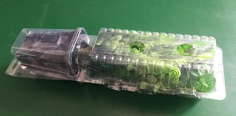 Live Plant Clone Shipper Clamshell Packaging Shipping Seedling Cutting, Clear (Bundle of 10) in Saudi Arabia