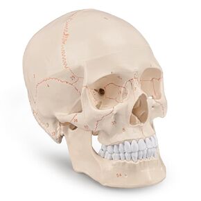 Skillssist Upgraded Life Size Human Head Skull Anatomical Model with Newest Laser-Etched Fonts Not Hand Write Number, Not Smudged for Medical Student Human Anatomy Study Course