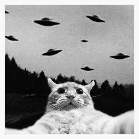 مغناطيس الغريبة UFO مضحك القط صورة شخصية الفينيل ملصق المغناطيسي 5" in Saudi Arabia