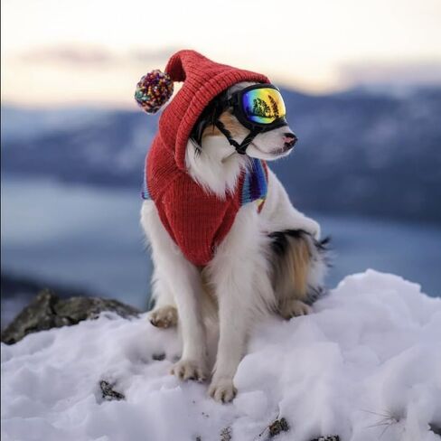 Chilly Dog Vintage Ski Hoodie (Medium) in Saudi Arabia