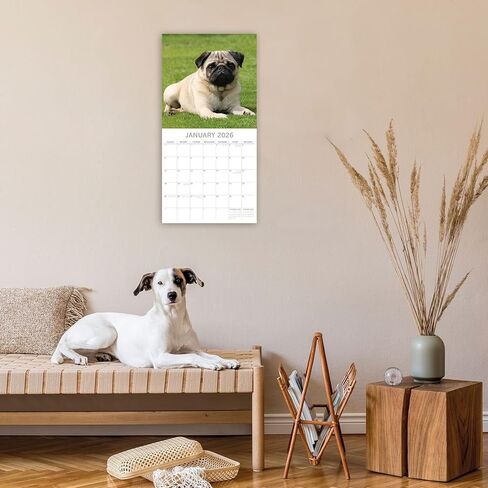 The Gifted Stationery 16 Month Square Wall Calendar - Pug Artwork & 2026 Calendar - 180 Planner Stickers & 2026 Wall Planner - 12 x 12 in, Sept 2025-Dec 2026 in Saudi Arabia