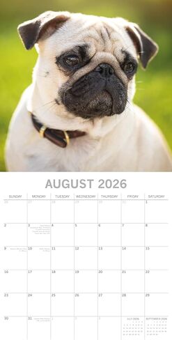 The Gifted Stationery 16 Month Square Wall Calendar - Pug Artwork & 2026 Calendar - 180 Planner Stickers & 2026 Wall Planner - 12 x 12 in, Sept 2025-Dec 2026 in Saudi Arabia