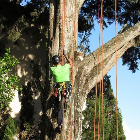 1/2 بوصة Arborist حبل شجرة تسلق حبل 48 حبلا (100ft) البوليستر الثور حبل لأرجوحة سحب البحرية في الهواء الطلق in Saudi Arabia