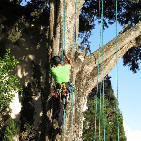 1/2 بوصة Arborist حبل شجرة تسلق حبل 48 حبلا (100ft) البوليستر الثور حبل لأرجوحة سحب البحرية في الهواء الطلق in Saudi Arabia
