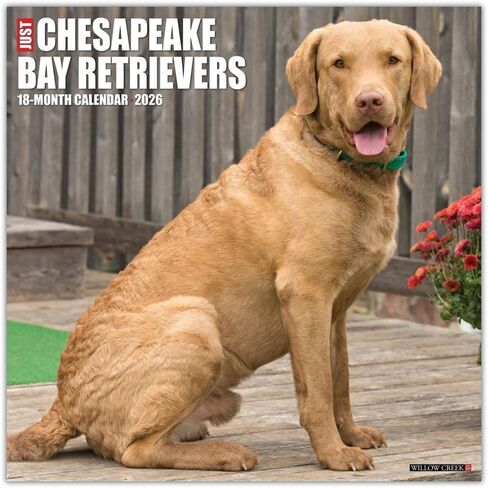 Willow Creek Press، تقويم حائط Just Chesapeake Bay Retrievers 2026، 12 بوصة × 12 بوصة، تقويم 18 شهرًا مع غلاف مثبت in Saudi Arabia