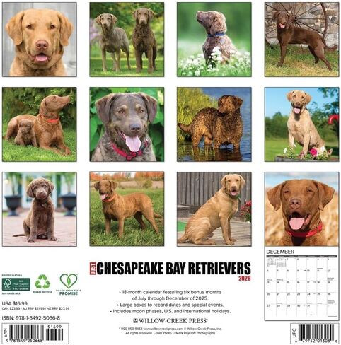 Willow Creek Press، تقويم حائط Just Chesapeake Bay Retrievers 2026، 12 بوصة × 12 بوصة، تقويم 18 شهرًا مع غلاف مثبت in Saudi Arabia