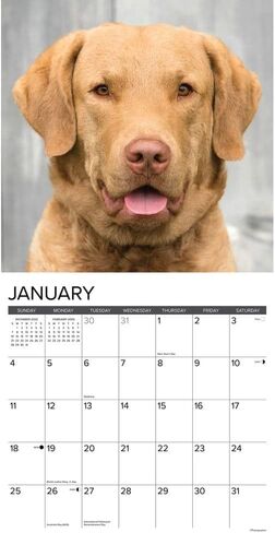 Willow Creek Press، تقويم حائط Just Chesapeake Bay Retrievers 2026، 12 بوصة × 12 بوصة، تقويم 18 شهرًا مع غلاف مثبت in Saudi Arabia