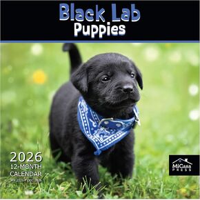 MICASA Black Lab Puppies 2024 Hangable Monthly Wall Calendar | 12" x 24" Open | Thick & Sturdy Paper | Giftable | Cute Dog | Adorable Black Beauties in Kuwait