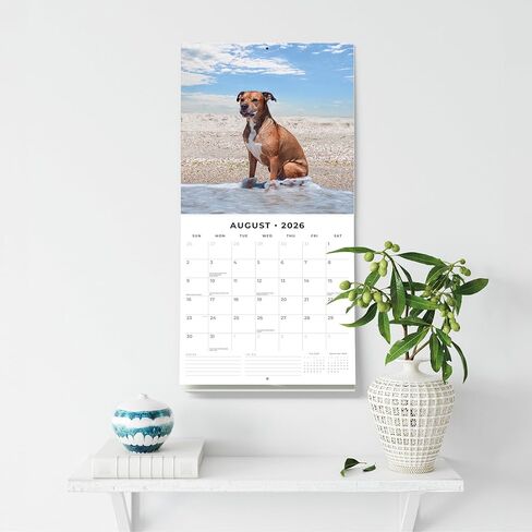 Red Robin 2026 American Pit Bull Terriers Monthly Wall Calendar | 12" x 24" Open | Premium Thick & Sturdy Paper | Hangable 12 Month Calendar | Lined Notes & To Do Area | Vivid Images | Plastic Free in Saudi Arabia