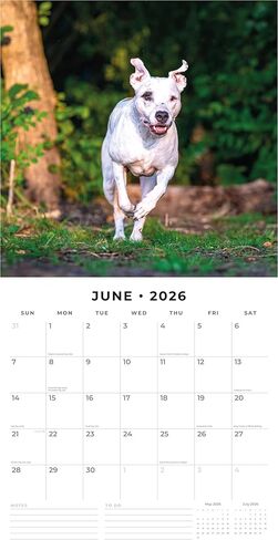 Red Robin 2026 American Pit Bull Terriers Monthly Wall Calendar | 12" x 24" Open | Premium Thick & Sturdy Paper | Hangable 12 Month Calendar | Lined Notes & To Do Area | Vivid Images | Plastic Free in Saudi Arabia