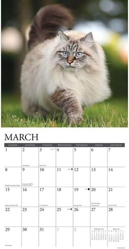 Willow Creek Press، تقويم حائط Just Cats 2026، 12 بوصة × 12 بوصة، تقويم 18 شهرًا مع غلاف مثبت in Saudi Arabia