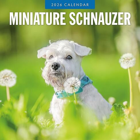 Red Robin 2026 Miniature Schnauzers Monthly Wall Calendar | 12" x 24" Open | Premium Thick & Sturdy Paper | Hangable 12 Month Calendar | Lined Notes & To Do Area | Vivid Images | Plastic Free in Saudi Arabia