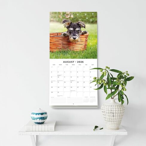 Red Robin 2026 Miniature Schnauzers Monthly Wall Calendar | 12" x 24" Open | Premium Thick & Sturdy Paper | Hangable 12 Month Calendar | Lined Notes & To Do Area | Vivid Images | Plastic Free in Saudi Arabia