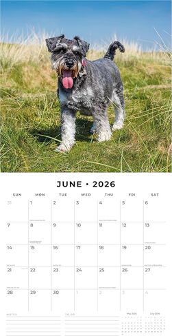 Red Robin 2026 Miniature Schnauzers Monthly Wall Calendar | 12" x 24" Open | Premium Thick & Sturdy Paper | Hangable 12 Month Calendar | Lined Notes & To Do Area | Vivid Images | Plastic Free in Saudi Arabia
