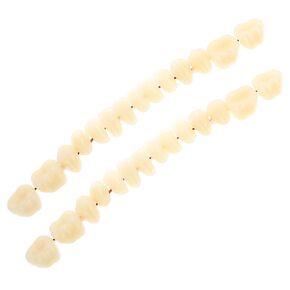 FELTECHELECTR Denture Model 1 Set Model Dental Study Models Models Teeth Model for Dental Students Dental Display Models Dental Mouth Model Dental Models for Students Universal 3D