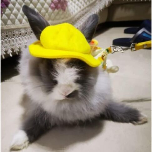 ANIAC Funny Cat Hat for Cat XXS Dog Sun Hat with Ears Hole Rabbit Outfit for Bunny Mini Sombrero Puppy Hat Party Costume Head Accessories for Kitten Kitty Small Breeds (Yellow) in Saudi Arabia
