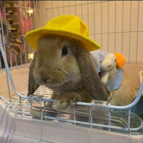 ANIAC Funny Cat Hat for Cat XXS Dog Sun Hat with Ears Hole Rabbit Outfit for Bunny Mini Sombrero Puppy Hat Party Costume Head Accessories for Kitten Kitty Small Breeds (Yellow) in Saudi Arabia