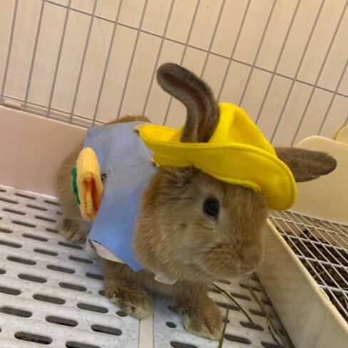 ANIAC Funny Cat Hat for Cat XXS Dog Sun Hat with Ears Hole Rabbit Outfit for Bunny Mini Sombrero Puppy Hat Party Costume Head Accessories for Kitten Kitty Small Breeds (Yellow) in Saudi Arabia